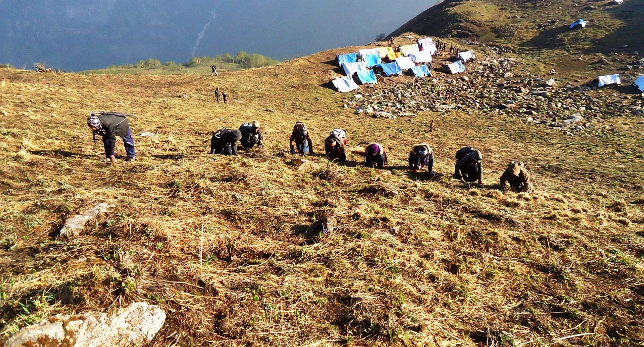 कोरोना महामारीमा घरमा ताला लाएर यार्सा टिप्न लेकतिर